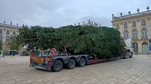 (Photos) : Le Sapin de la place Stanislas est bien arrivé à Nancy